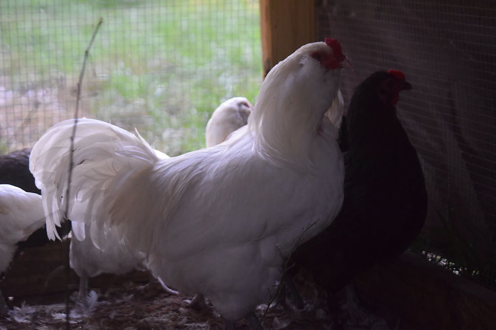 Thumbnail: White Ameraucana