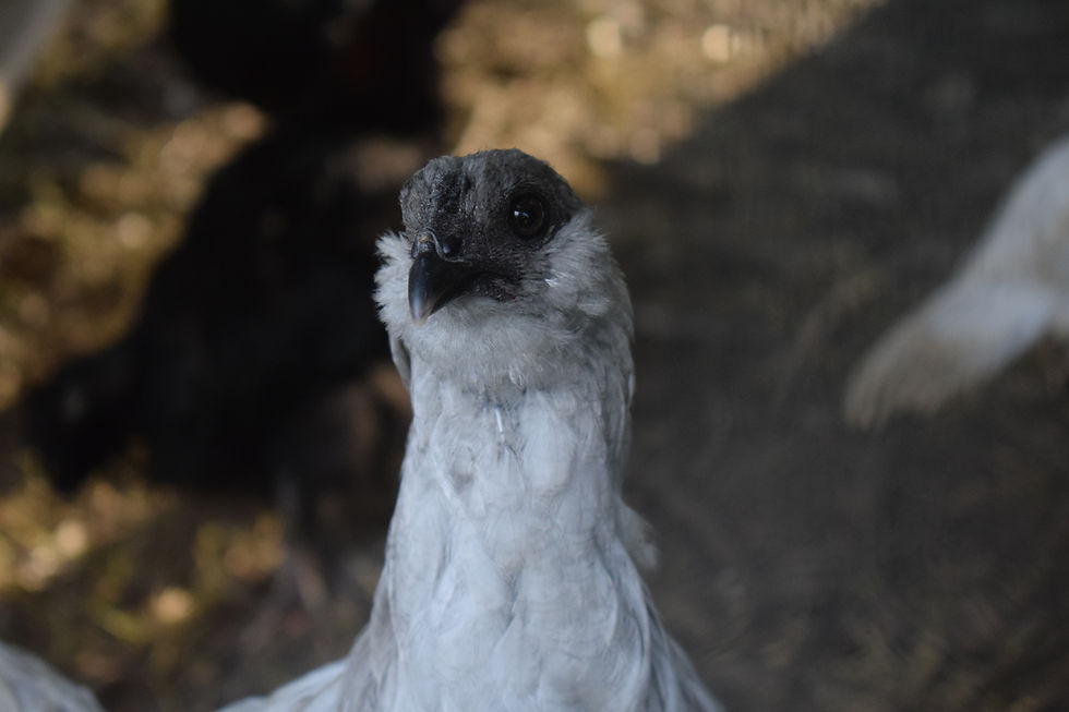 Thumbnail: Sterling Egger ™️