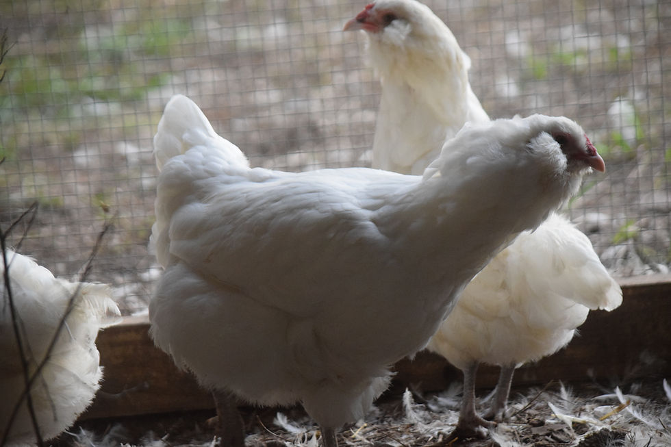 Thumbnail: White Ameraucana