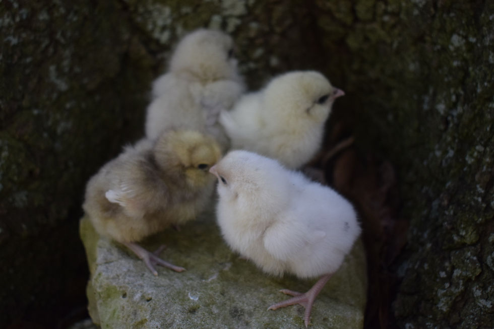 Thumbnail: White Wheaten Easter Eggers