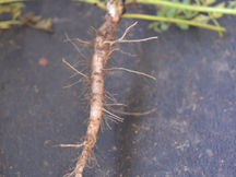 שורשים והסגולות שלהם