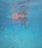 Fish feeding