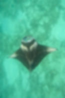 Manta Snorkeling