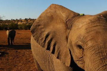 V. S. Naipaul | Sangue e mato