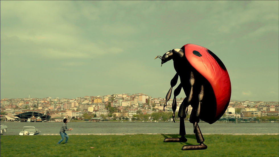 LADYBUG