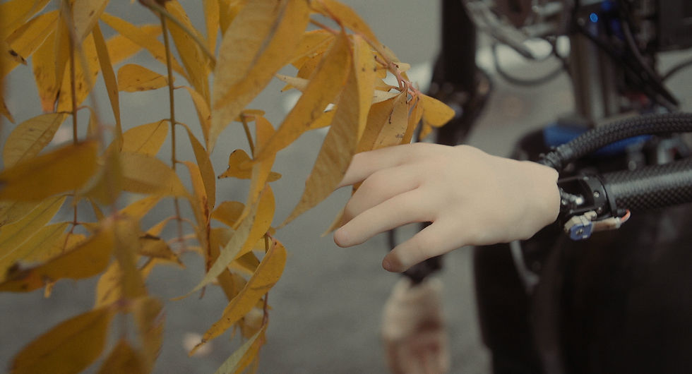 Миниатюра: РОБОЛАВ