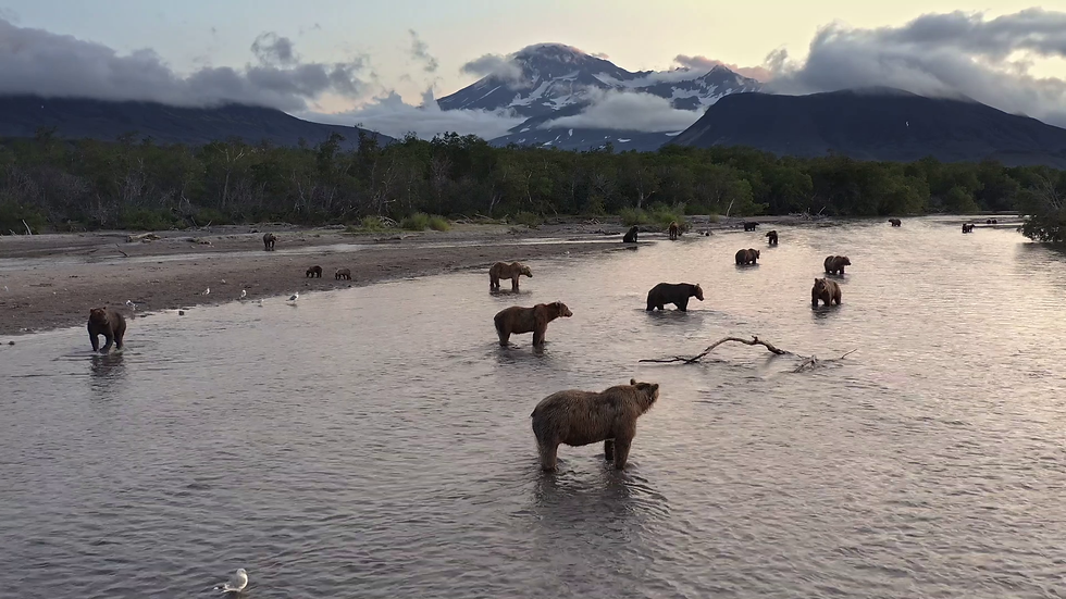 Миниатюра: НЕРКА. РЫБА КРАСНАЯ