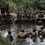 Миниатюра: СВЯЩЕННАЯ ВОДА