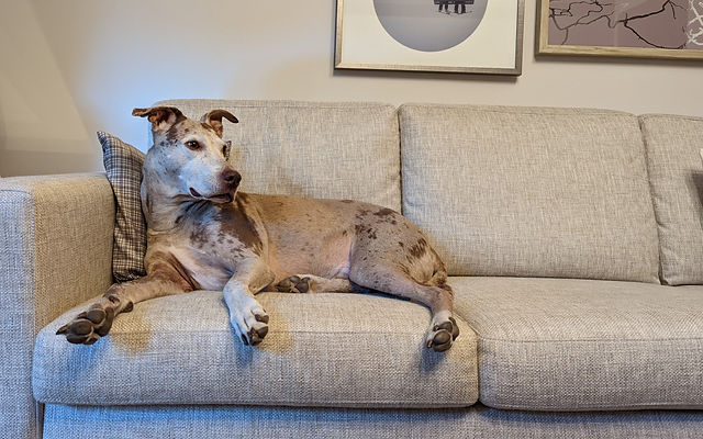 Rates and Services | Whistler Dog Sitting