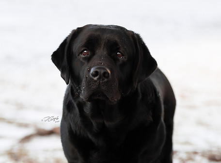Nala (Greenstone's Earl Grey at Salt Creek x Kiba Anguiano)