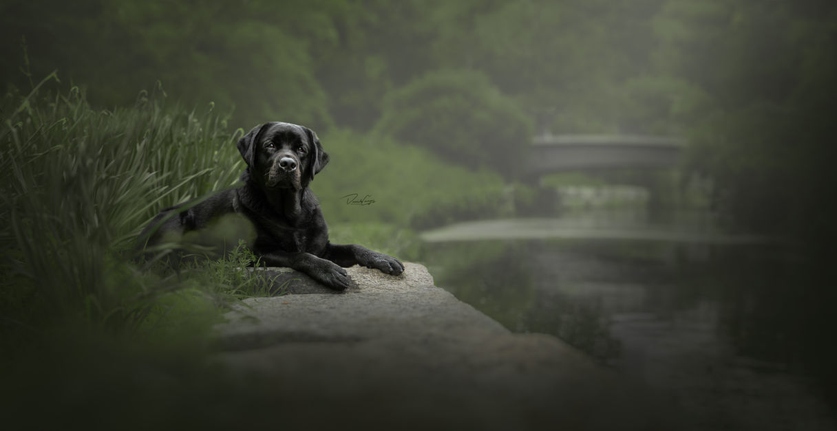 Danvak Nala (Greenstone's Earl Grey at Salt Creek x Anguk Kiba)