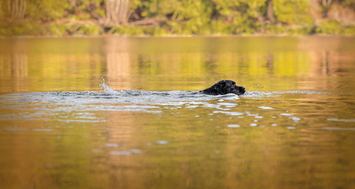 Nala Cavazos (Greenstone's Earl Grey at Salt Creek x Kiba Anguiano)