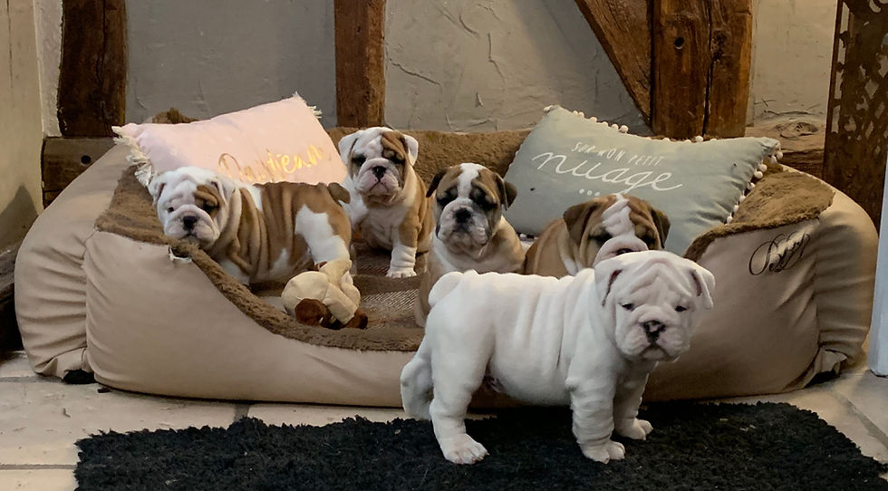 Bien accueillir son chiot Bulldog Anglais à la maison