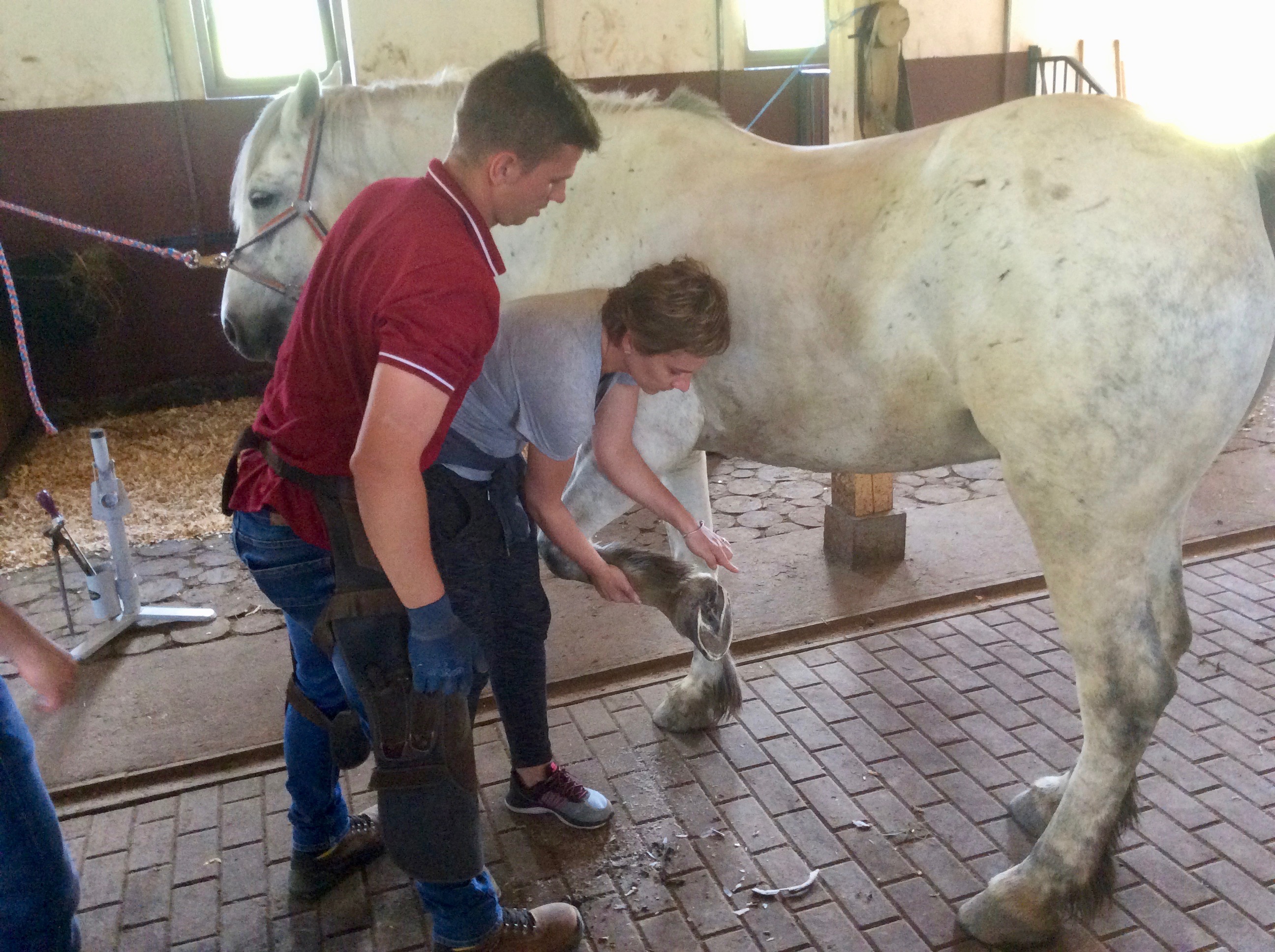 Well Equine Ltd © ABC Romania