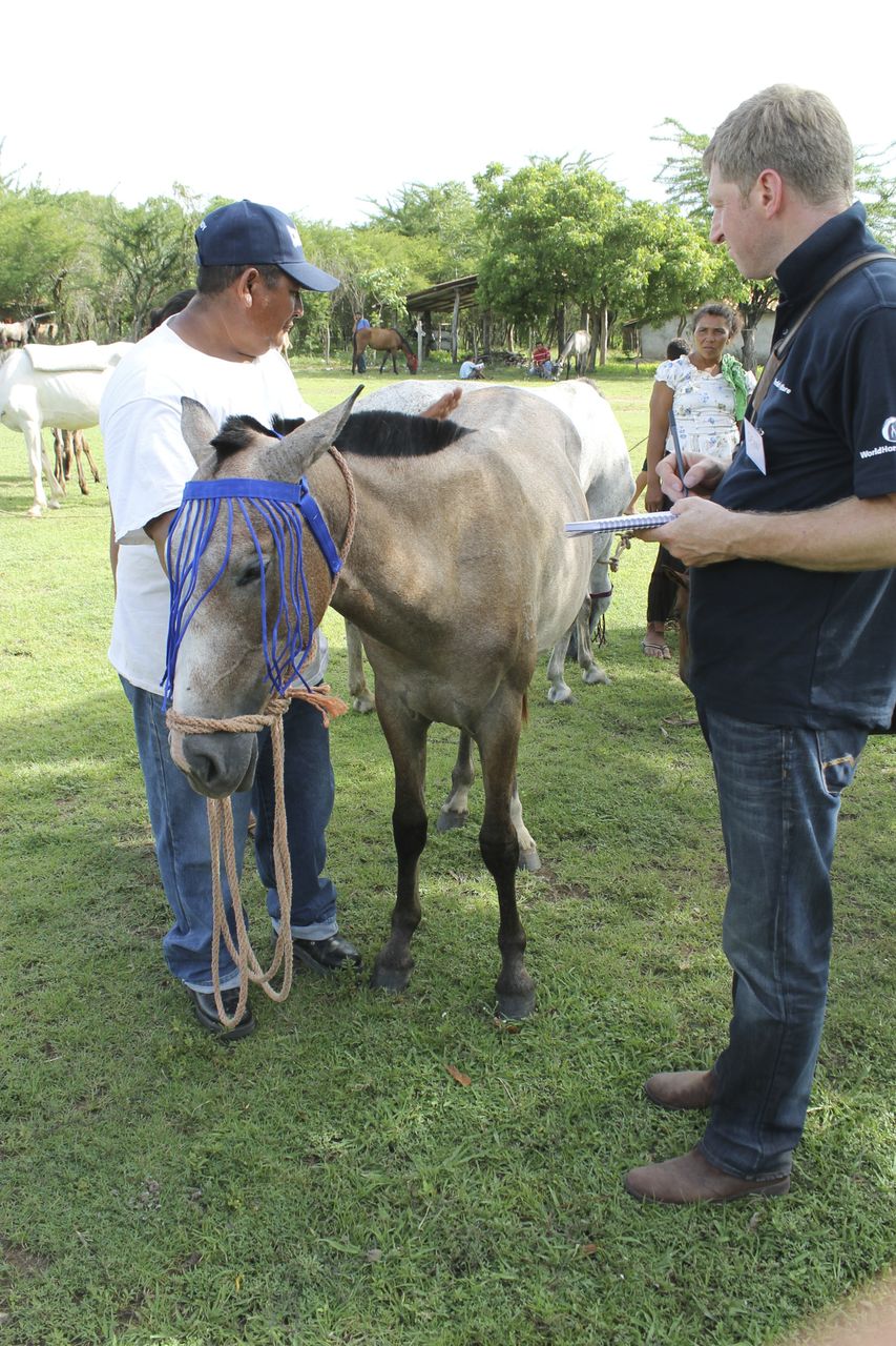 Equine Welfare Research WHW Honduras
