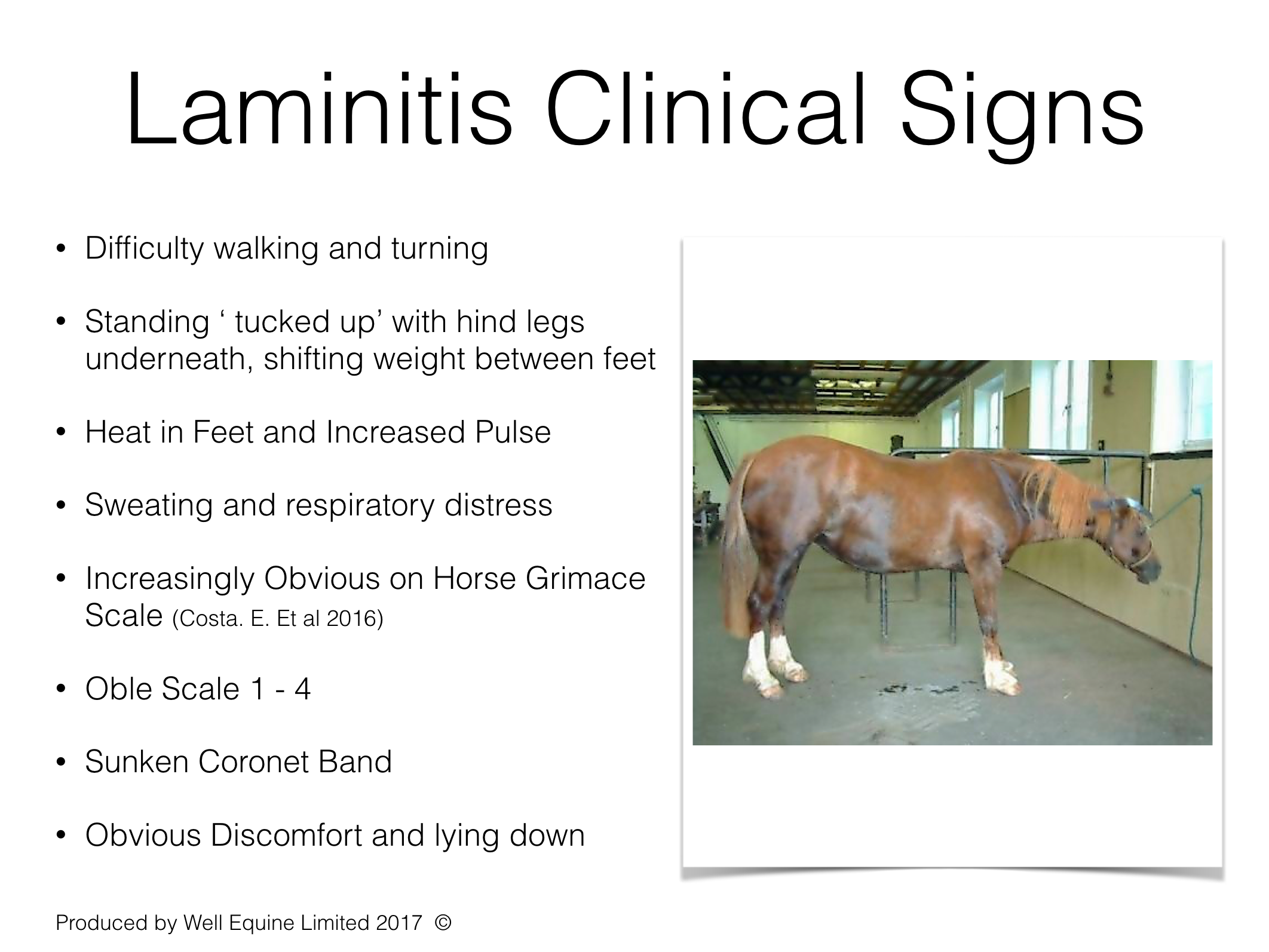 Well Equine Laminitis