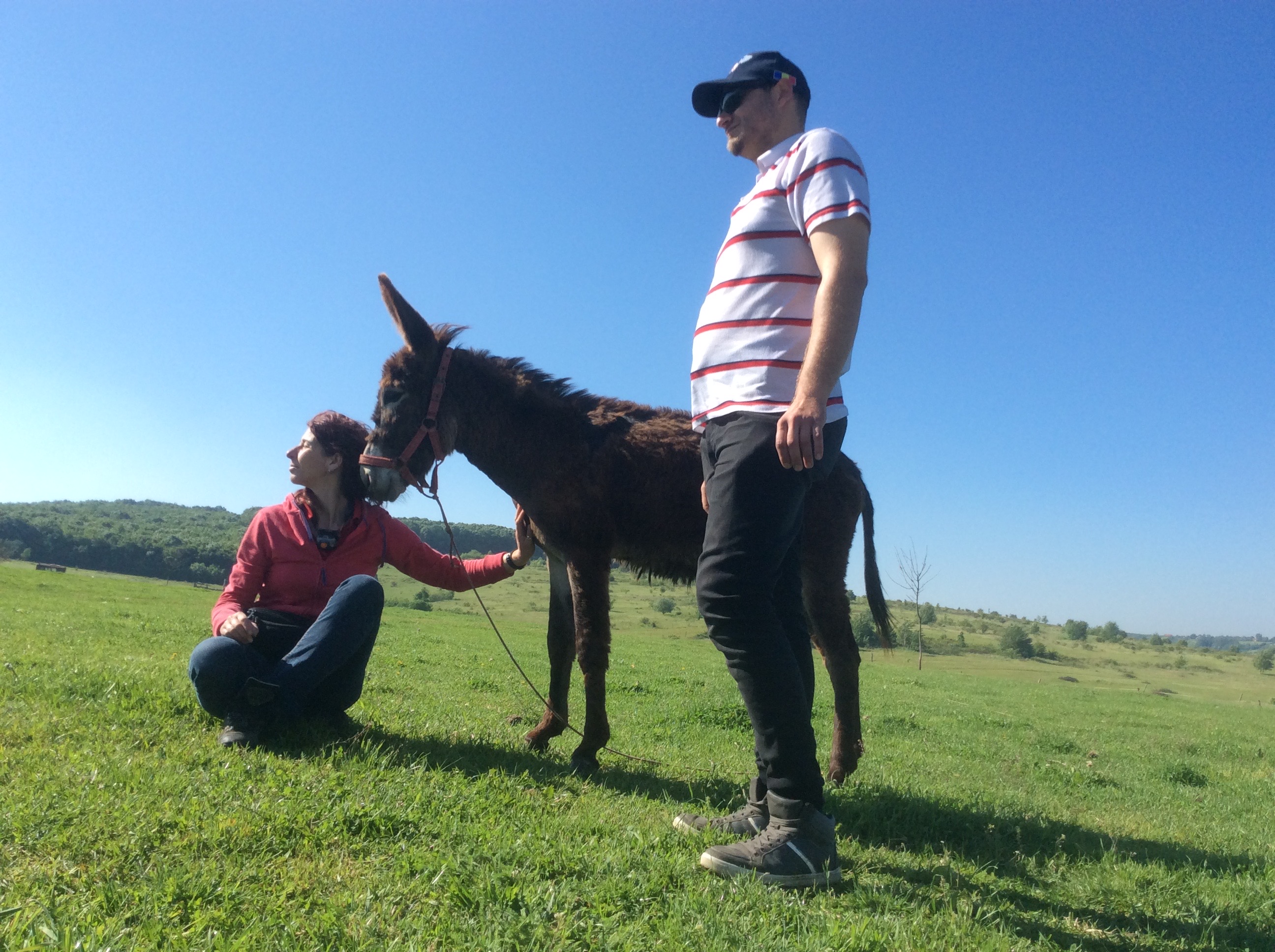 Well Equine © Asociația Meșterilor