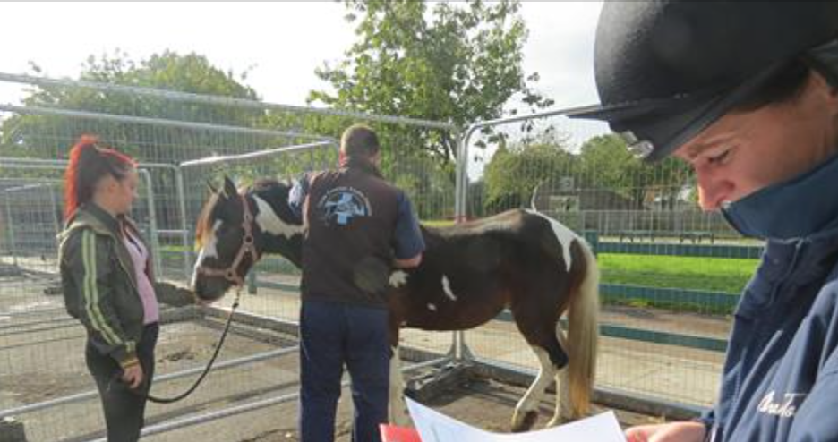 Well Equine Ltd © Equine Health Clinics