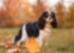 dog-cavalier-king-charles-spaniel-for-a-walk-in-th-2022-08-01-03-53-41-utc.jpg