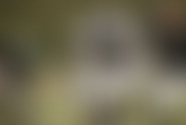 ラグビーとアメフト似てる?