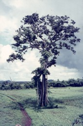 Lone Banyan Tree Viet Nam