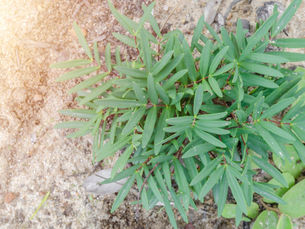 Unlocking the Potential of Tongkat Ali: A Natural Testosterone Booster for Men Over 40