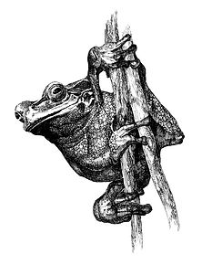treefrog.jpg