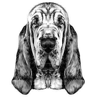 bloodhound.jpg