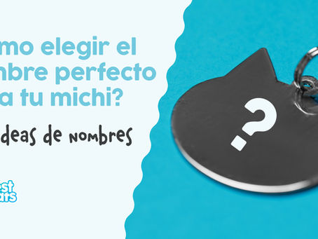 ¿Cómo elegir el nombre perfecto para tu gato? + 50 ideas inspiradas en cultura pop actual