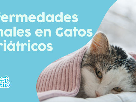 Enfermedades Renales en Gatos Geriátricos: Una Guía para su Cuidado