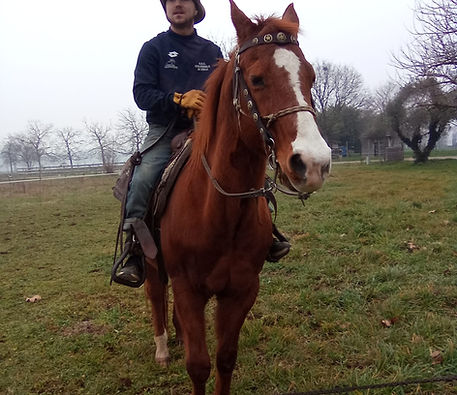 cavallo.jpeg