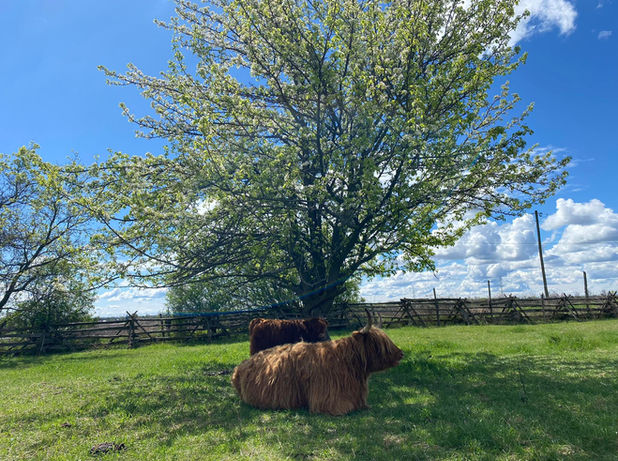 Two Cows.jpg