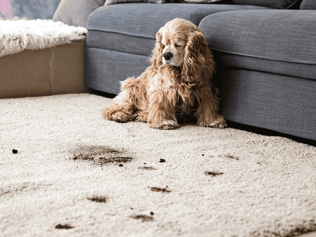 House Tips for Pet Owners in Canada
