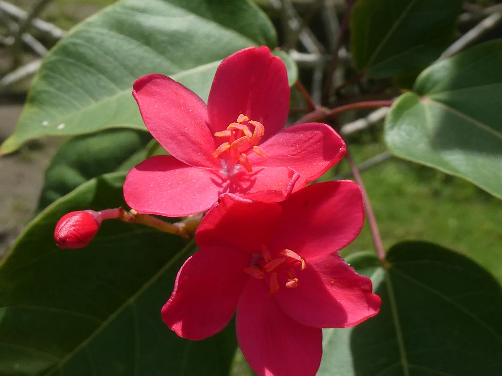 wild red pink flowers in Costa Rica