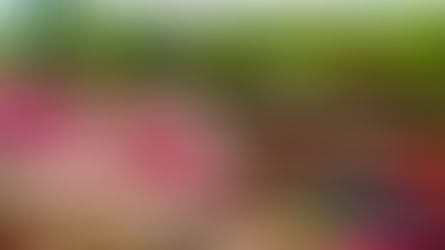 “Caño Cristales cerrado por temporada de sequía”: anuncia Cormacarena.