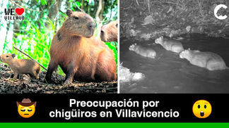 Cámaras trampa captaron familia de Chigüiros en el futuro Parque Metropolitano Alma Viva