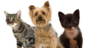Aprueban incrementar multas para casos de maltrato animal.