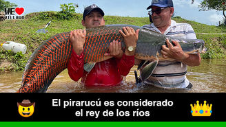 Uno de los peces más grandes del mundo está en peligro de extinción