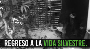 El Meta quiere proteger el medio ambiente.
