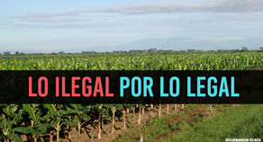 No más cultivos ilícitos en el Meta.