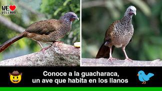 La guacharaca también es un ritmo folclórico de la música llanera 