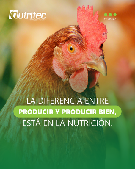 Nutrición inteligente: clave para una producción animal eficiente y sostenible
