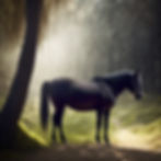 black horse in forest