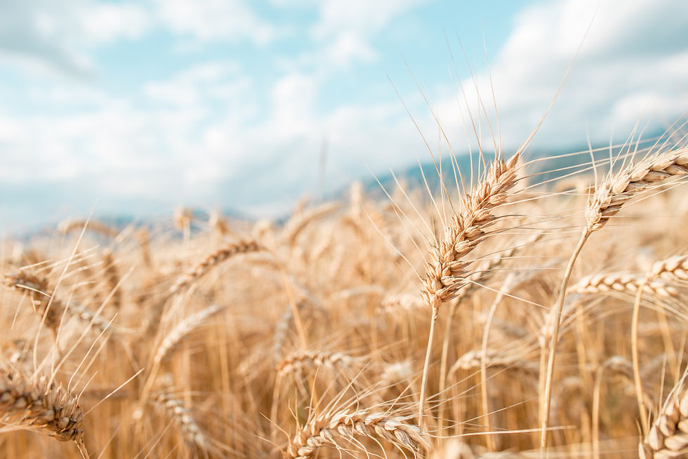 blurred-grain-background-summer-orange-grain.jpg