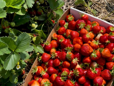 Preserving Summer's Sweetness: A Guide to Canning Strawberry Jam - Perfect for Beginners!