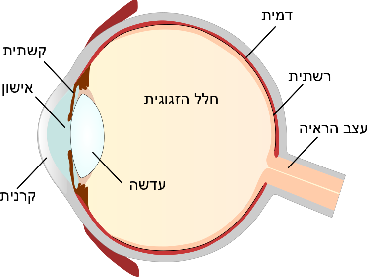 כיצד אנו רואים - מבנה העין
