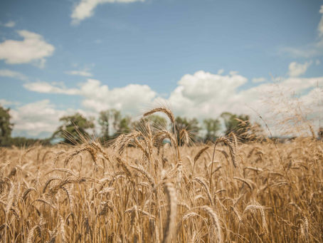 Live from the Wheat Fields: An Exciting Day in Kansas Harvest Season