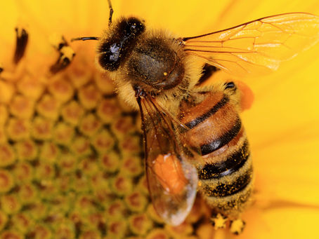 Unforgettable Encounter: Confronting Chaos and Bees in Wichita
