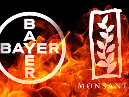 Bayer enfrenta una demanda federal por un presunto monopolio de semillas de maíz transgénico.