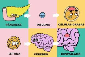 cómo funciona el hambre en el cerebro